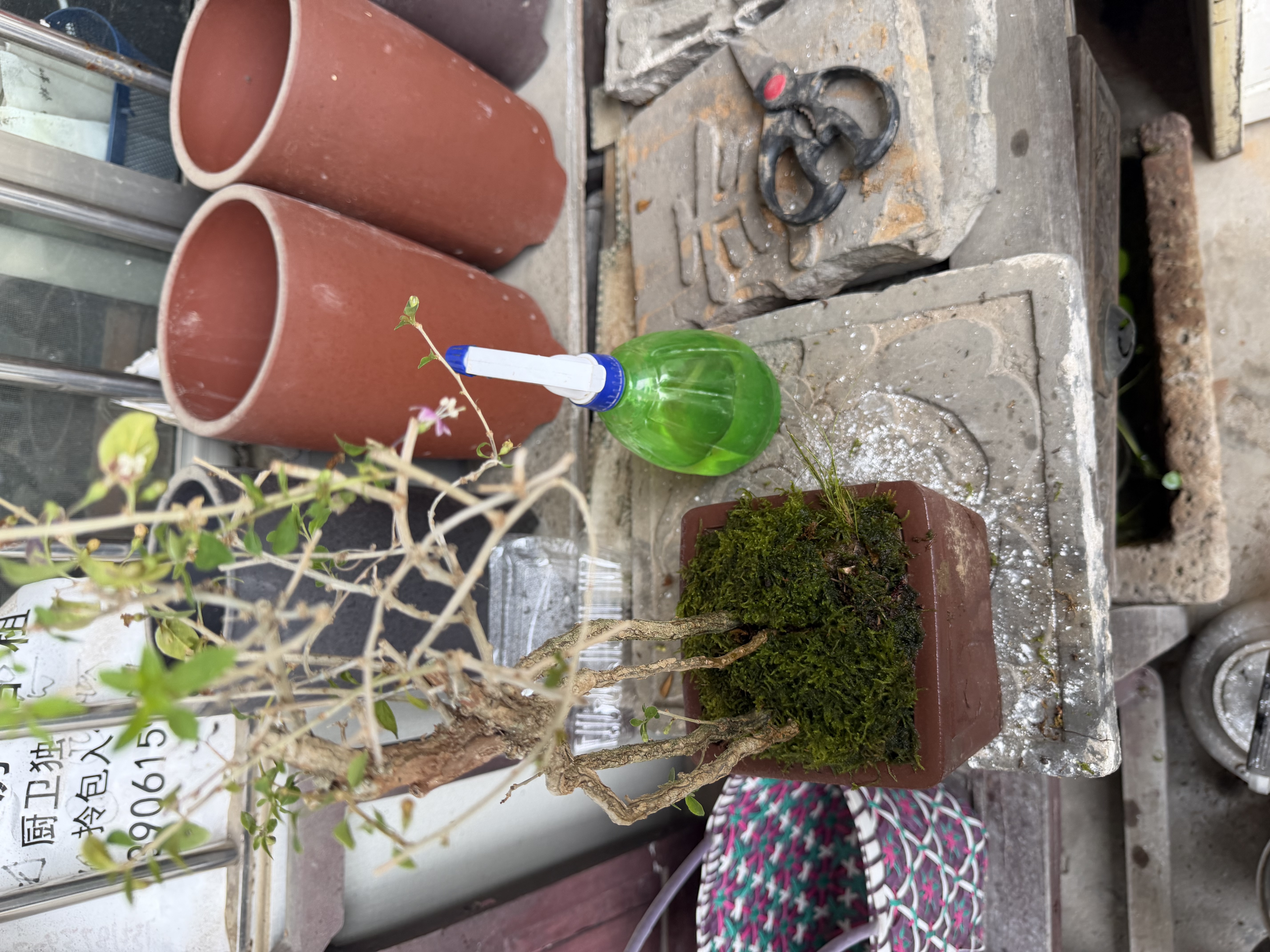 柯必达青苔藓鲜活苔藓微景观植物盆景盆栽水陆缸假山草造景材料白 大灰藓(15*8)cm 10盒 实拍图
