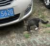 美滋元成猫猫粮 三文鱼味成猫粮全猫咪通用天然粮全价猫粮 三文鱼 成猫粮5kg 实拍图