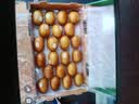 佳沛（zespri）金奇异果25-27粒原箱特大果124-146g猕猴桃中秋节礼品送水果礼盒 实拍图