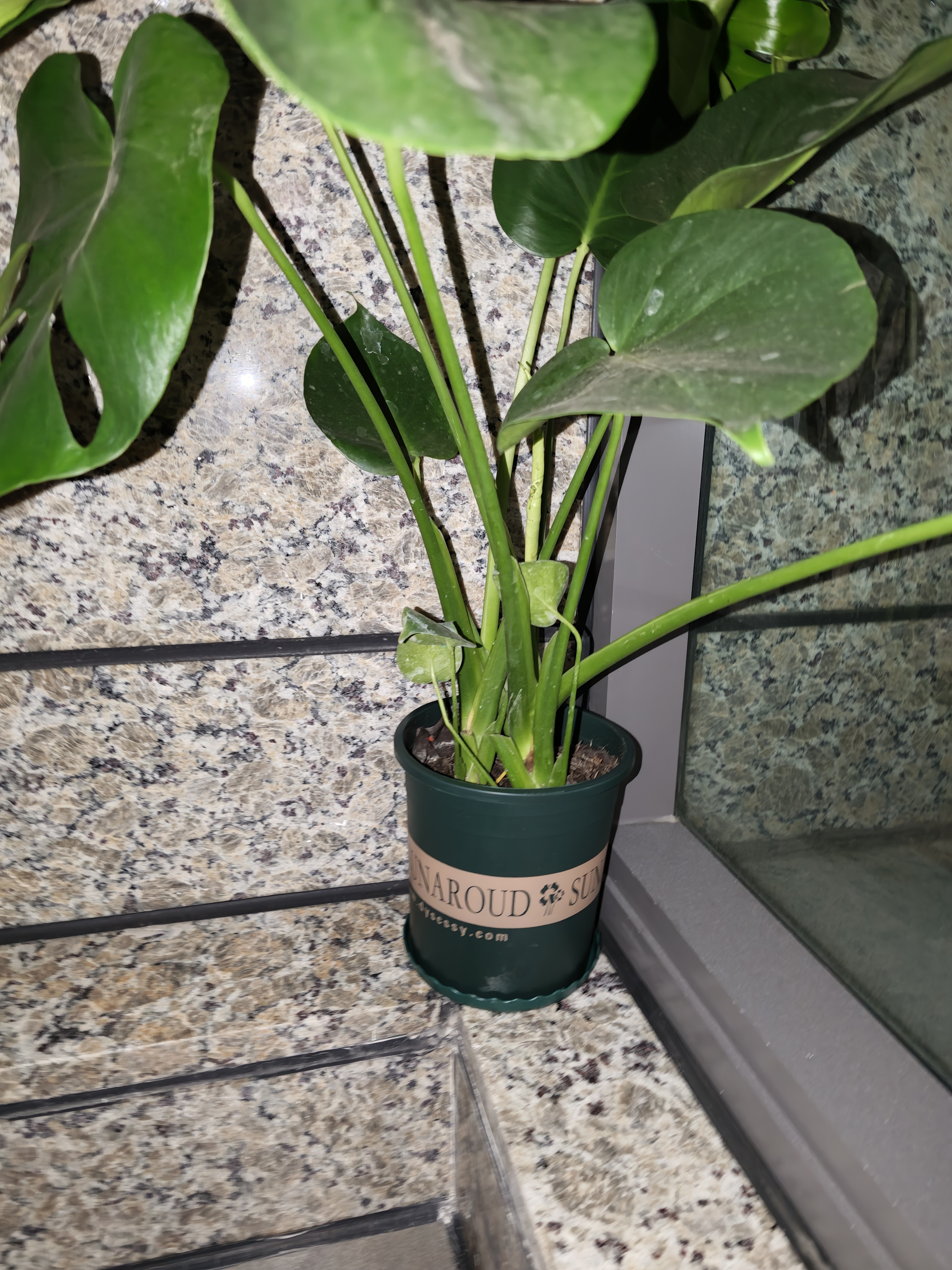 京东绿植龟背竹盆栽绿植物土培小型室内小盆栽室内办公室好养加仑源头直发 实拍图