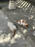 凯锐思天然猫粮成猫粮鱼肉海洋鱼全价猫粮成猫4斤 实拍图