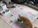 乐优派防打翻高脚陶瓷猫碗防黑下巴狗碗高脚猫碗猫狗通用喂食稳固不晃动 实拍图
