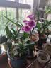京东绿植七彩香水石斛兰盆栽四季好养花卉绿植 8-11苗配水培盆源头直发 实拍图