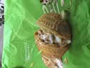 安井核桃包 360g 10只装  家庭装儿童包子早餐 微波炉速冻速食面点 实拍图