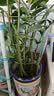 九千谷植物攀爬架包钢管花架蔷薇月季葡萄固定支撑防倒固定架60cm4634 实拍图