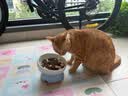 憨憨宠猫零食冻干桶猫咪零食成猫冻干鸡胸肉鱼鸭肉猫粮宠物猫狗冻干零食 精装鸡肉冻干桶500g 实拍图