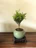 京东绿植小叶赤楠老桩苗微景观摆件办公室内好养绿植盆栽绿冰裂源头直发 实拍图