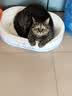 海乐妙喜倍安 海正动保 猫咪体内外驱虫 月度套装 （2-8kg） 实拍图