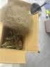 多肉植物精选随机一款多肉好养易活桌面绿植1 一颗随机品种多肉植物 实拍图