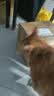 pidan猫砂 豆腐猫砂2.4kg*4包强力吸臭纯猫砂 可冲厕所非膨润土砂 实拍图