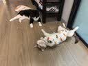 欢宠网宠物猫咪绝育服猫手术服母猫衣服断奶术后恢复猫猫小猫透气防舔衣 实拍图