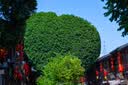 新加坡马来西亚泰国越南印尼上网卡流量卡5天无限流量高速5G 实拍图