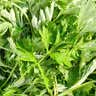 艾草新鲜食用蔬菜现摘清明草粑粑青团3斤顺丰艾叶新鲜艾草叶 【顺丰快递】 500g 实拍图