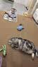 布兰德全价鲜煮主食猫条罐头湿粮幼猫成猫增肥猫条 甜虾北极贝32支装 实拍图