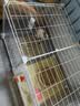 蔻丝全景兔笼子家用大空间带厕所荷兰猪豚鼠侏儒兔少越狱京东自营 实拍图
