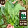 北蔬 大叶菠菜种子苗秋冬四季播种蔬菜种籽 寒雄1号大叶菠菜种子200g 实拍图