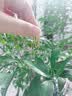 周大生生日礼物小红心项链S925高级轻奢红玛瑙送女朋友锁骨链 实拍图