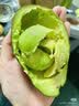 都乐Dole秘鲁牛油果4粒装 单果110g+ “森林奶油” 源头直发包邮 水果 实拍图