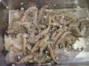 森农乐舟山竹节虾鲜活斑节虾特大九节虾冷冻野生大虾基围虾黑虎虾海虾类 1500g(净重)  13-16cm【14-18头/斤】 实拍图