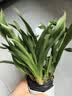 劉閣蘭花5色可选 水培梦香兰花苗带盆发货香水文心兰奶油味室内花卉盆栽草 【带4支生花剑】红色文心兰  带灯光水培盆 实拍图