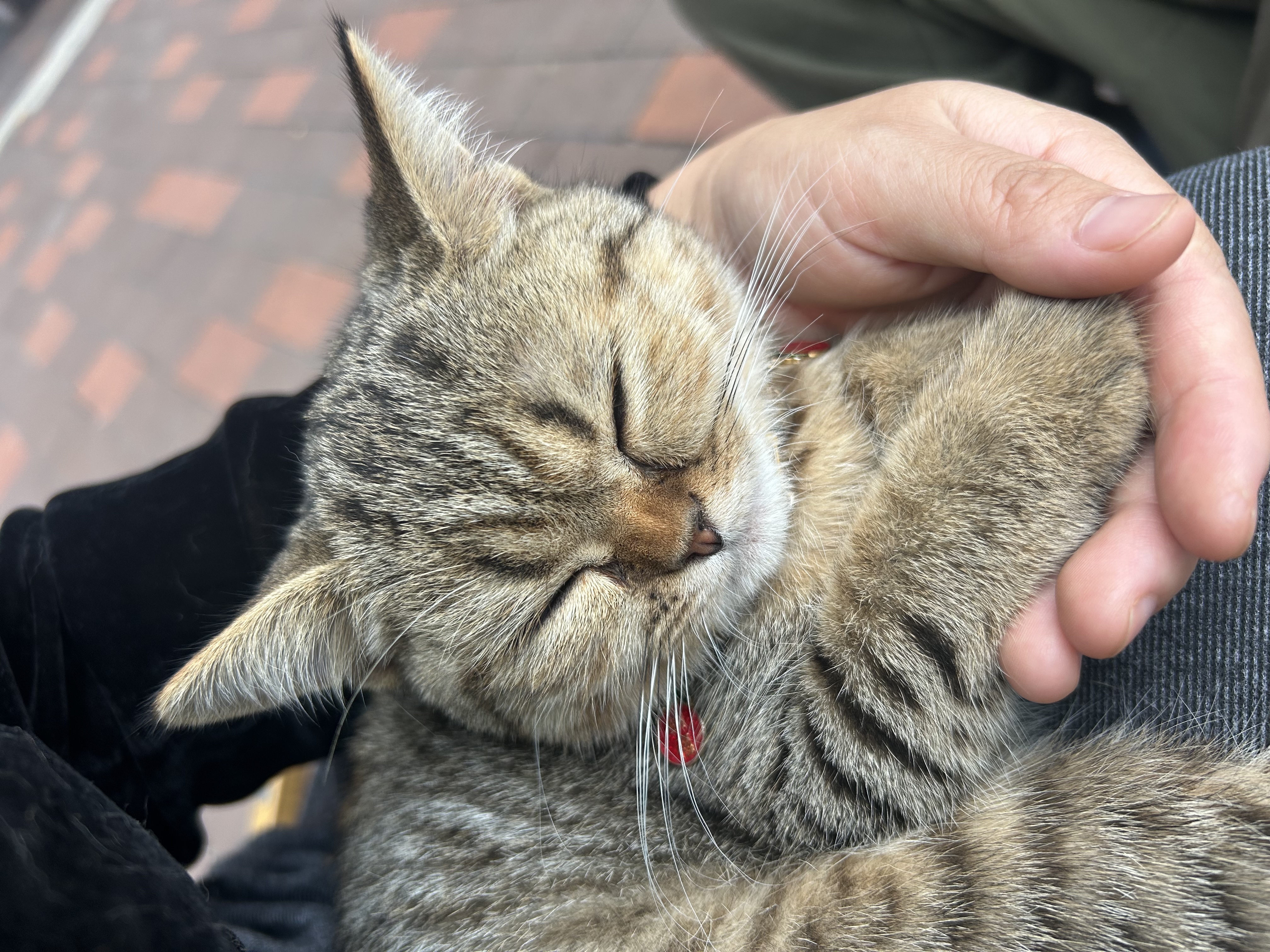 狼孩儿幼猫成猫猫粮深海鱼三文鱼全猫期布偶蓝猫英短猫咪全价粮 海洋鱼猫粮5kg(10斤) 实拍图