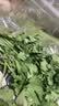 【火锅季】带根香菜100g 实拍图