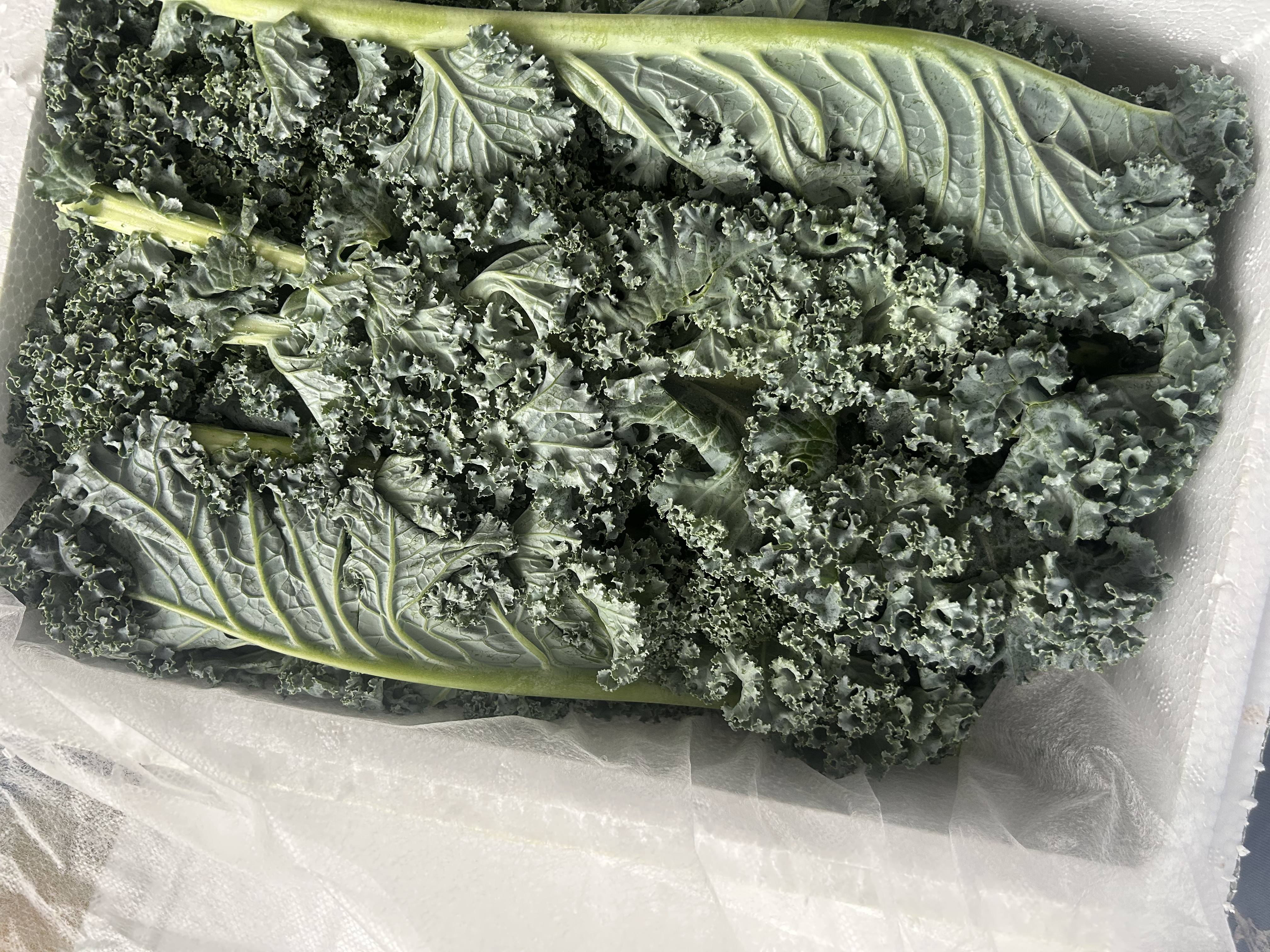 新鲜羽衣甘蓝生鲜蔬菜嫩叶云南甘兰芥蓝西餐沙拉榨汁减脂直播间 羽衣甘蓝闺蜜2斤净重 实拍图