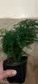 绿萝文竹九里香小叶赤楠禅意盆栽办公室桌面植物小盆景绿植花卉苗 文竹+舍得盆+方底托+青苔 实拍图