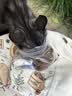 威尔逊馋嘴 流浪猫粮成猫幼猫粮专为流浪猫定制的猫粮 三文鱼+卵磷脂冻干款20斤 实拍图