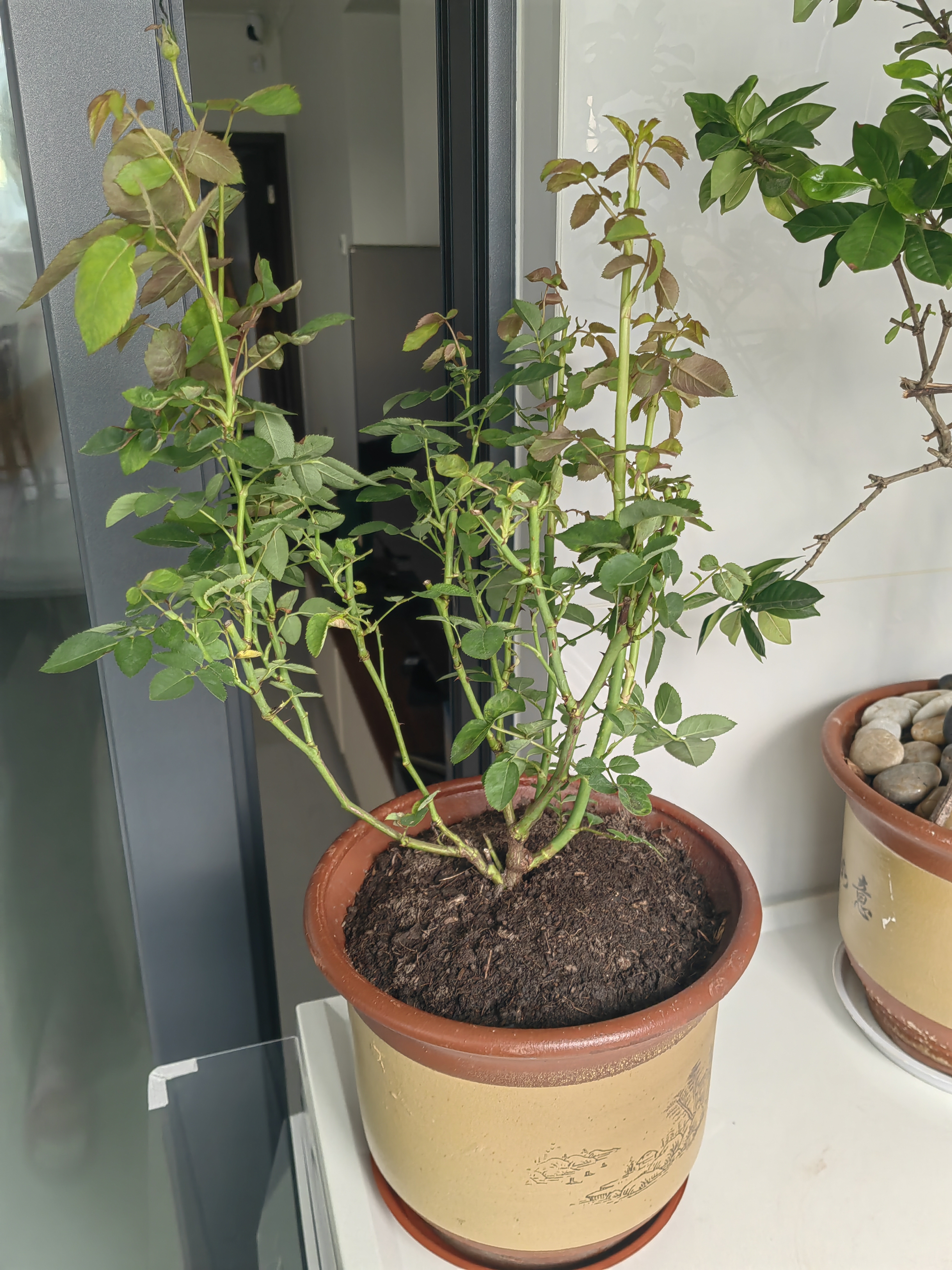 景郁春 JIRYUCUR玫瑰花苗特大花月季花苗绿植阳台盆栽蔷薇花苗卡罗拉源头直发 实拍图