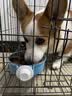 睿福祥土狗狗粮幼犬成犬通用型10斤装中华田园犬幼犬成犬通用型营养鲜粮 【幼犬专用】2.5斤装/锁鲜营养装 0lb 实拍图