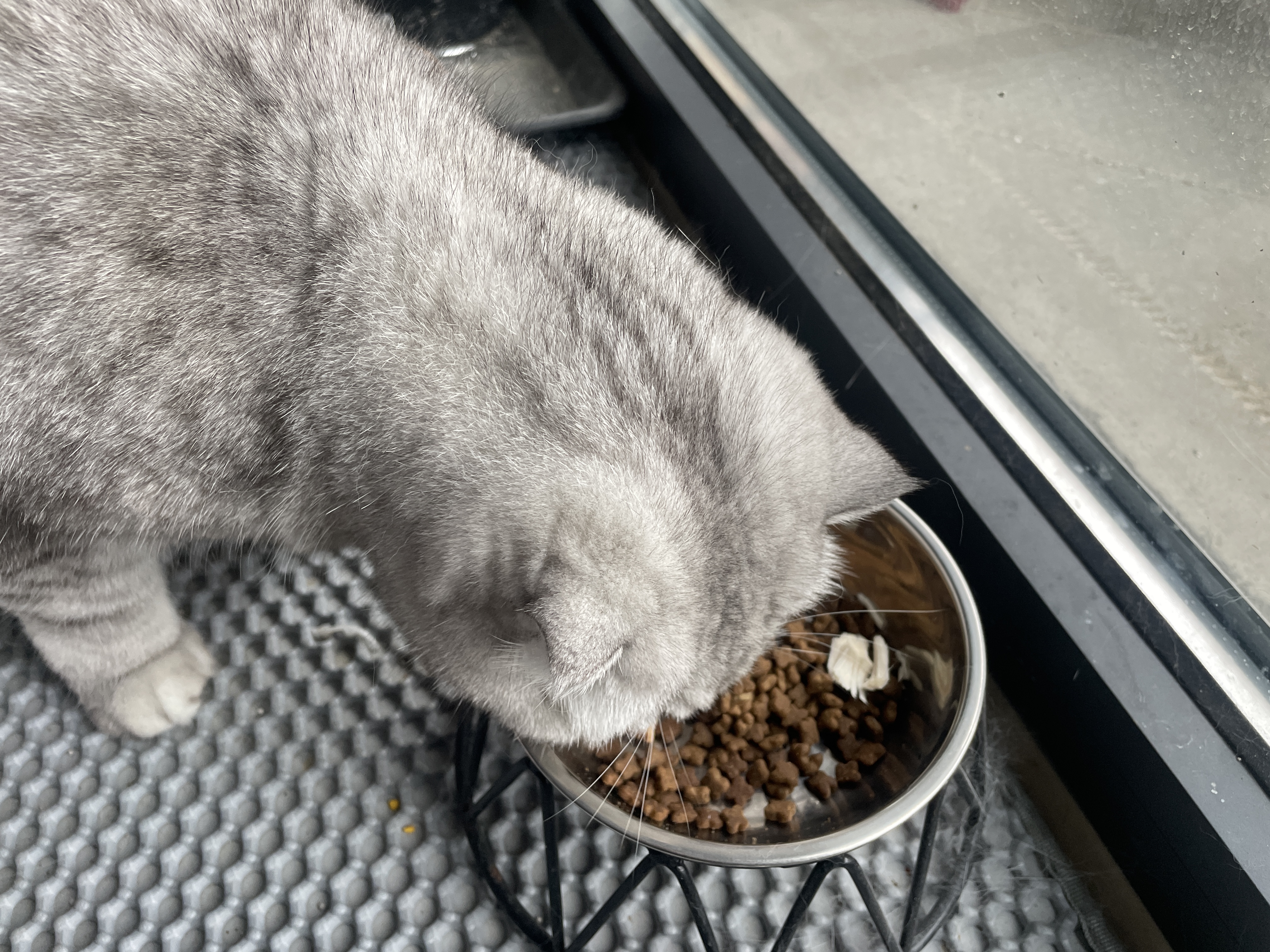 麦富迪猫粮 冻干鲜粮高蛋白成幼猫粮美毛亮毛 三文鱼鸡肉1.8kg 实拍图