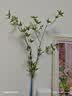 京东鲜花仿真绿植石榴枝2支乔迁客厅装饰插花仿生植物花艺高级感摆件 实拍图