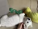 雪貂留香狗狗沐浴露宠物猫咪香波泰迪比熊清洁驱虫除虫止痒浴液 抑菌驱螨 实拍图