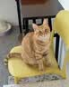 皇家猫粮 室内成猫粮 I27 通用粮 12月以上 10KG 实拍图