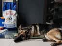 皇家狗粮 成犬狗粮 犬粮 宠物大型犬 GR26全价犬粮≥15月15KG 实拍图