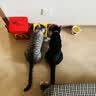 冠能猫粮成猫猫粮三文鱼味2.5kg 全价猫粮 稳固免疫 适口性强 实拍图
