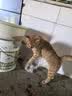 亿迪猫粮全价成猫幼猫国产蓝猫布偶流浪猫全阶段20斤羊奶低敏营养丰富 实拍图