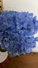 大海蓝绣球1枝 实拍图