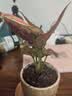 八芽如意盆栽吉利红室内好养花卉小绿植办公桌面植物盆景源头直发包邮 迷你吉利红-星徽盆-竹底托 带陶瓷盆栽好 实拍图