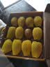佳沛（zespri）新西兰金奇异果12粒特大果124-146g猕猴桃水果礼盒 实拍图