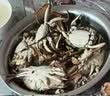 【活蟹】湖鲜阳澄 大闸蟹 去绳足重 全母蟹2.3-2.6两 8只 鲜活超大螃蟹中秋国庆礼盒装 实拍图