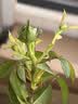 果汁阳台月季花苗四季开花卉盆栽绿植物室内花易活玫瑰带花苞庭院 果汁阳台【大花浓香，月月开分枝多】 【带花苞】【盆口径15cm】原盆冠25高35 实拍图