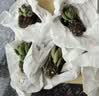 多肉植物精选随机一款多肉好养易活桌面绿植1 一颗随机品种多肉植物 实拍图