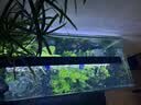 BESSN贝森血脉觉醒侧滤金晶五线超白玻璃鱼缸溪流缸80*30*30cm基础款 实拍图