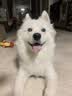 皇家狗粮 成犬狗粮 犬粮 宠物大型犬 GR26全价犬粮 ≥15月4KG 实拍图