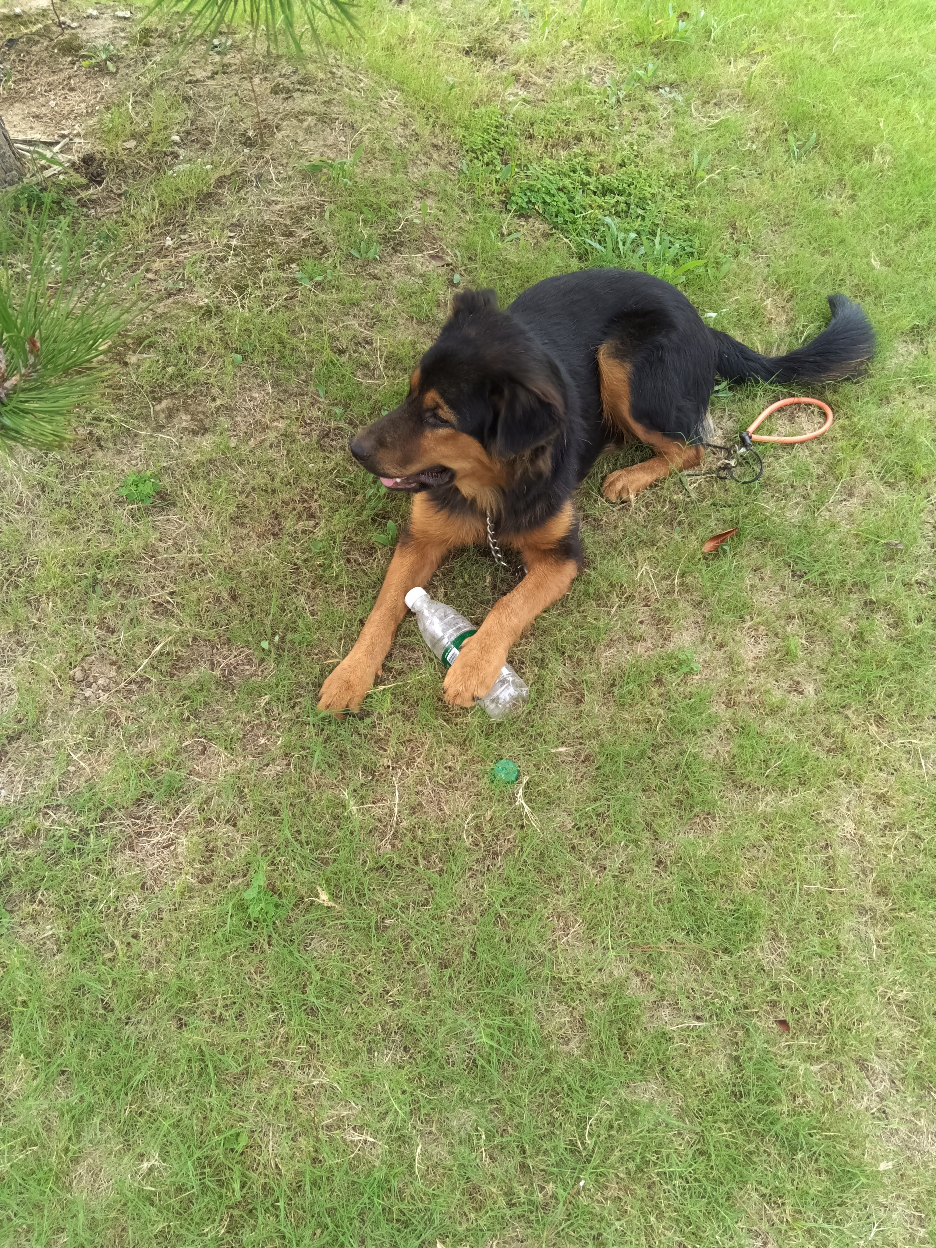 狗圈脖圈不锈钢p链大型犬金毛德牧罗威纳拉布拉多训犬p绳拴狗脖套 4.0丝粗（60-70斤）65厘米 不锈钢P链+限位环+保险扣 实拍图