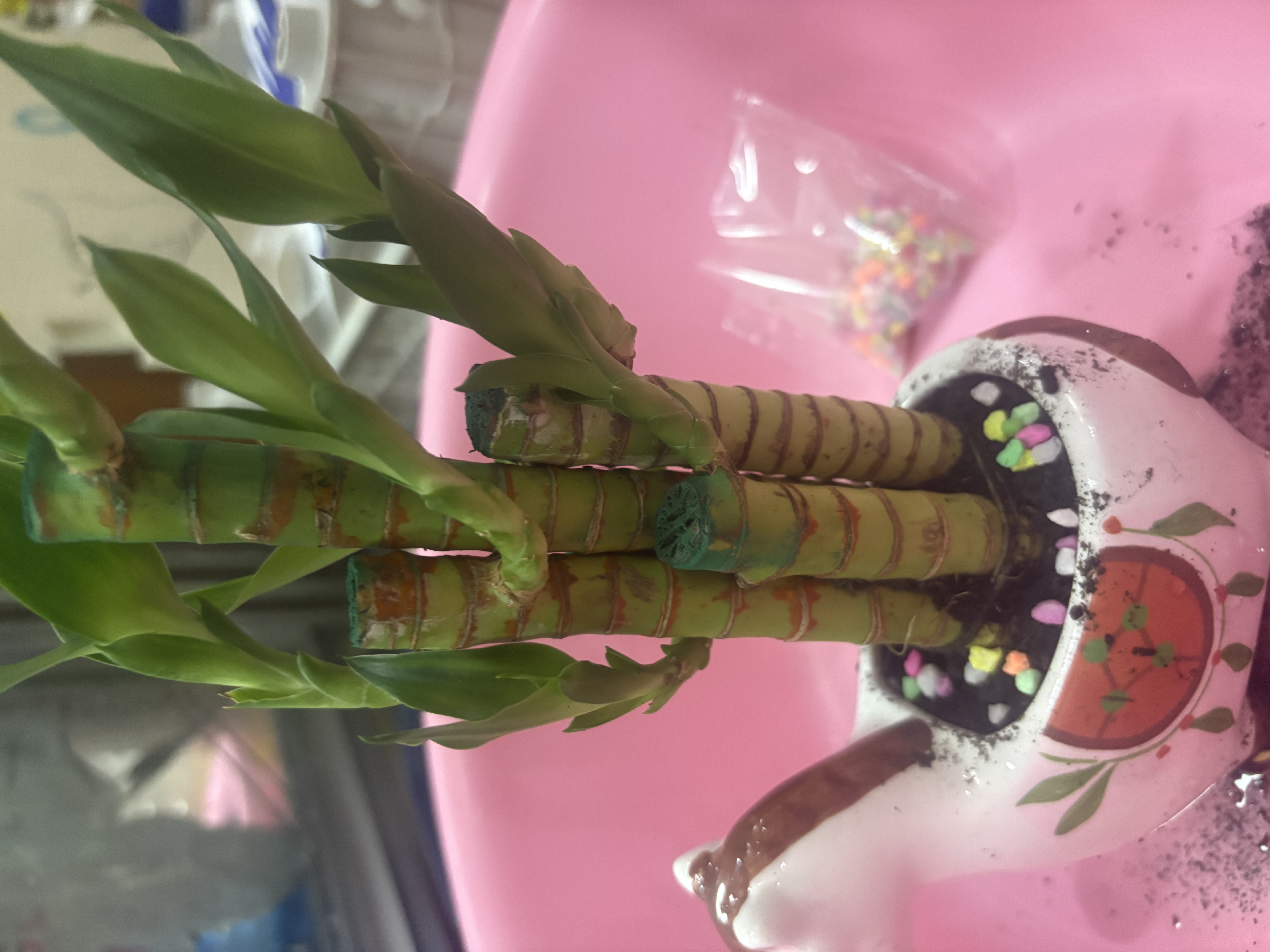 马上发财树小盆栽办公室内桌面绿植招财树植物马年伴手礼小马摆件 富贵竹+小马陶瓷盆【送吊牌+铺面石】 实拍图
