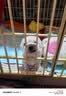 麦德氏IN犬猫高钙0乳糖绵羊奶粉300g/罐8倍乳铁蛋白幼犬猫羊奶粉狗狗 实拍图