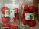 【水果菜】童年味道西红柿约1kg 实拍图